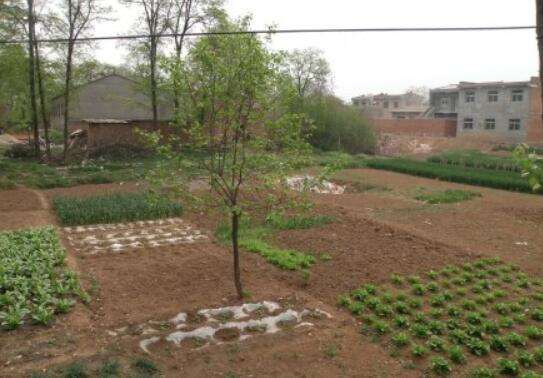 杜牧墓地变菜园
